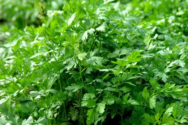 Coriander treats prostatitis