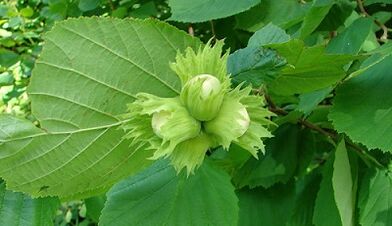Hazelnuts for chronic prostatitis