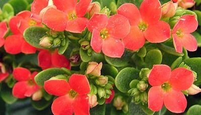 Kalanchoe for chronic prostatitis