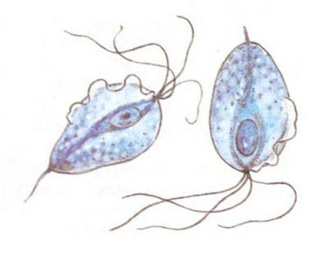 Trichomonas, the causative agent of prostatitis